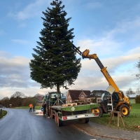 Der-Weihnachtsbaum-2019-21
