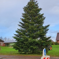 Der-Weihnachtsbaum-2019-6