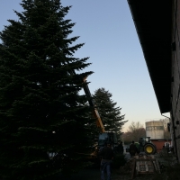 Der-Weihnachtsbaum-2020-23