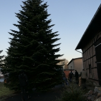 Der-Weihnachtsbaum-2020-24