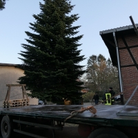 Der-Weihnachtsbaum-2020-25