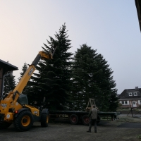 Der-Weihnachtsbaum-2020-29