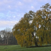 20181113-Trauerweide-Salix-alba-Tristis-im-Herbst